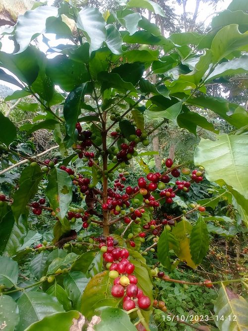 Lote en Venta en Guayata, Guayata