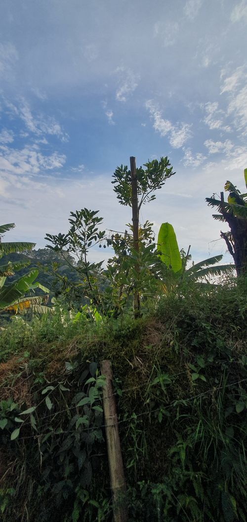 Finca en venta en Sabanitas, Dosquebradas, 500 m² · foto 16 de 24