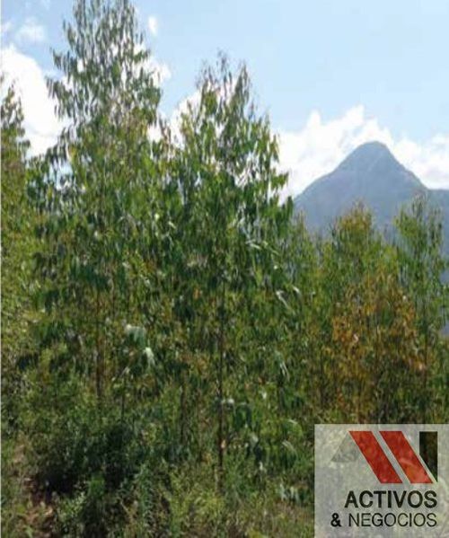 Finca en venta en Pantanillo, El Retiro · foto 3 de 11