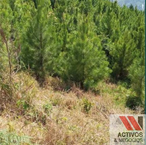 Finca en venta en Pantanillo, El Retiro · foto 4 de 11