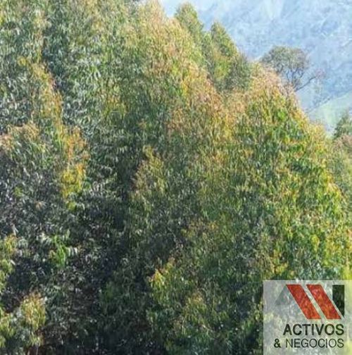 Finca en venta en Pantanillo, El Retiro · foto 5 de 11