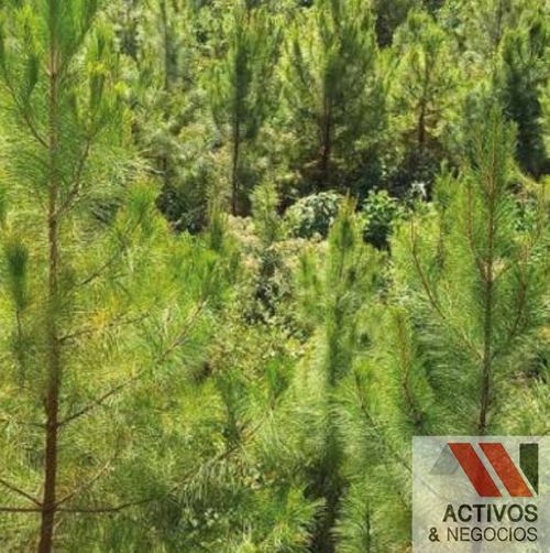 Finca en venta en Pantanillo, El Retiro · foto 6 de 11