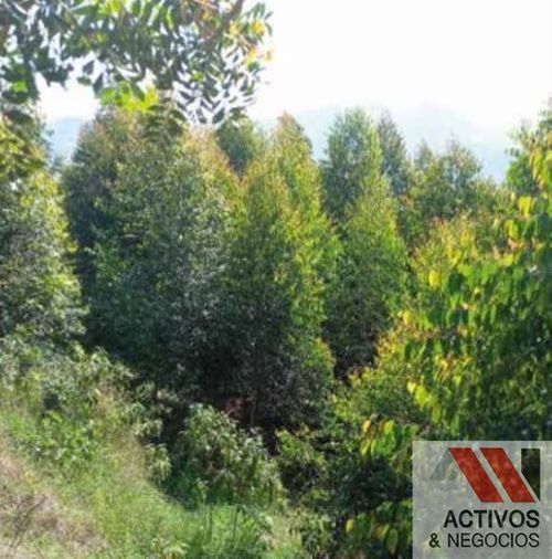 Finca en venta en Pantanillo, El Retiro · foto 7 de 11