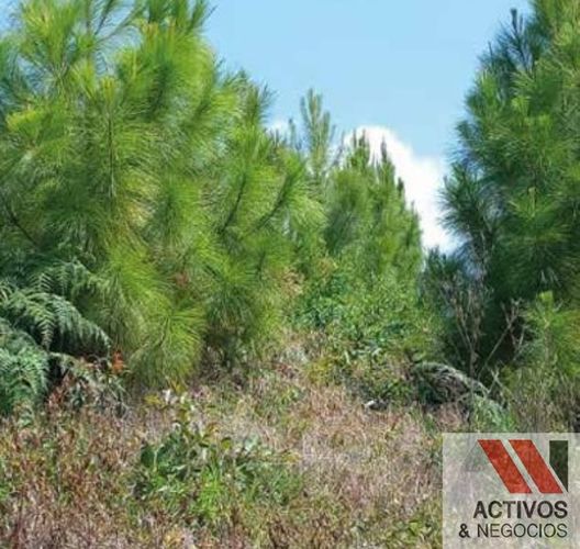 Finca en venta en Pantanillo, El Retiro · foto 8 de 11