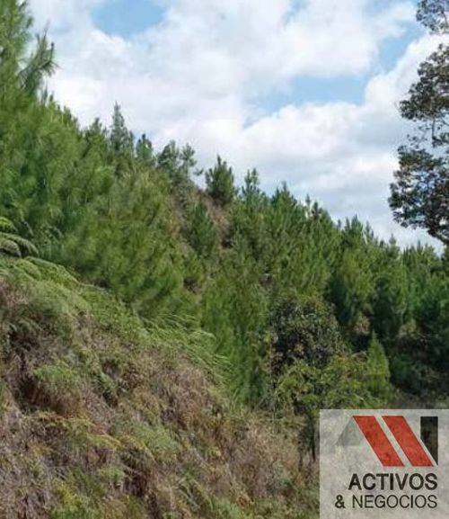 Finca en venta en Pantanillo, El Retiro · foto 9 de 11