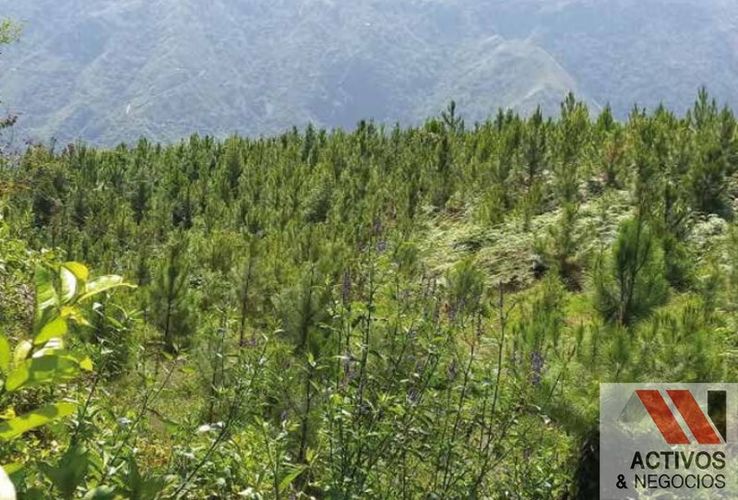 Finca en venta en Pantanillo, El Retiro · foto 10 de 11