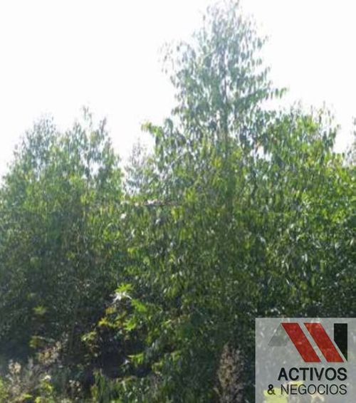 Finca en venta en Pantanillo, El Retiro · foto 11 de 11