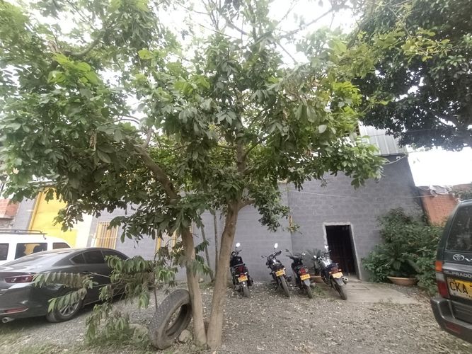 Bodega en arriendo en La Dolores, Palmira, 2000 m² · foto 6 de 24