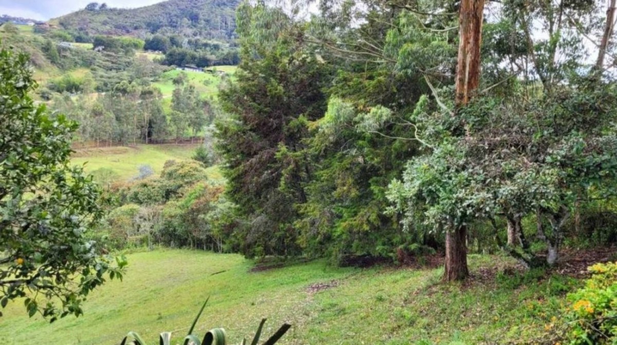 Land in Pontezuela for Sale - 3