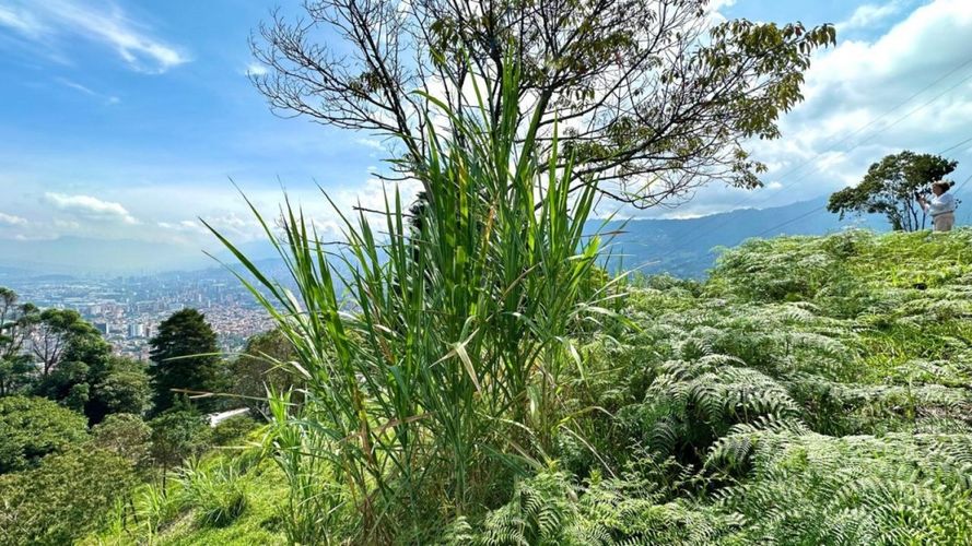 Lote en venta en La Cuenca, Sabaneta, 7035 m² · foto 3 de 16