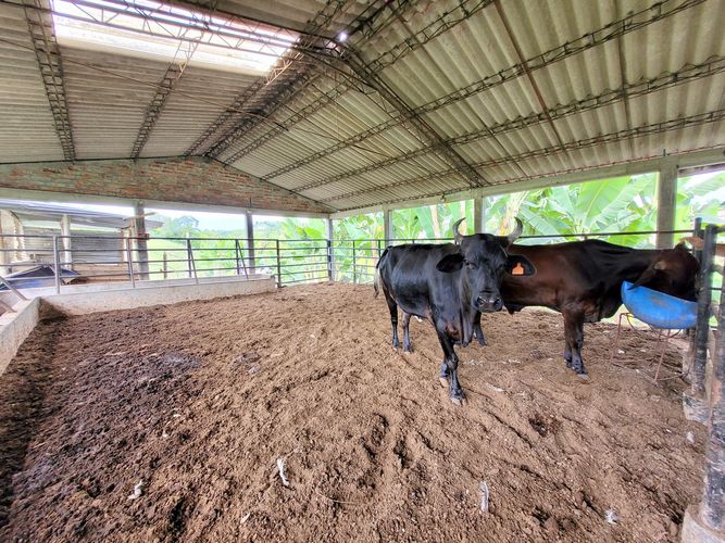 Finca en venta en Condina, Pereira, 957 m² · foto 10 de 24