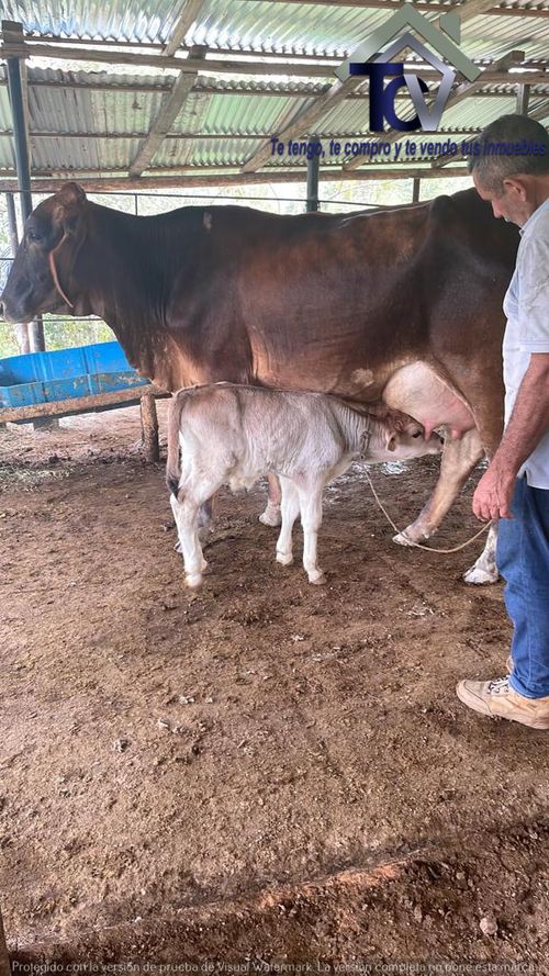 Finca en venta en Rionegro · foto 10 de 12