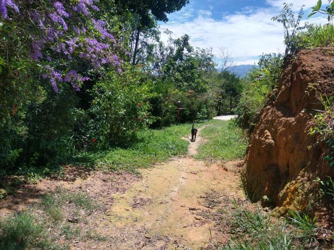 Lote en venta en Ruitoque Bajo, Floridablanca, 50000 m² · foto 12 de 23