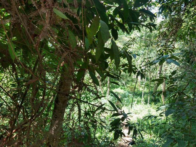 Lote en venta en Ruitoque Bajo, Floridablanca, 50000 m² · foto 15 de 23