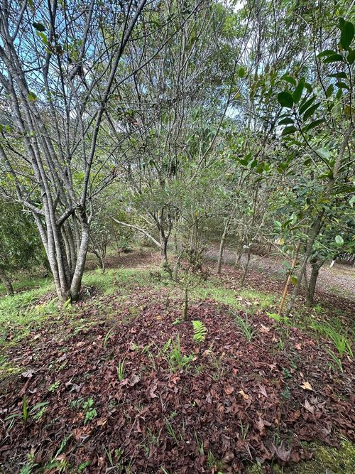 Lote en venta en Vía Las Palmas, Envigado, 1250 m² · foto 4 de 18