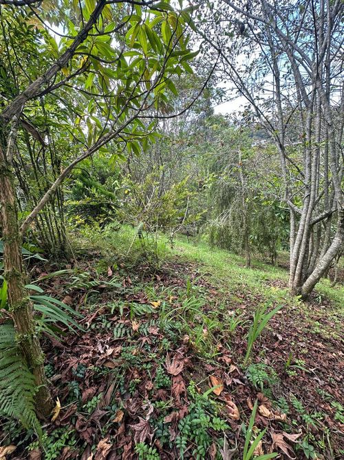 Lote en venta en Vía Las Palmas, Envigado, 1250 m² · foto 5 de 18