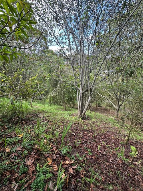 Lote en venta en Vía Las Palmas, Envigado, 1250 m² · foto 6 de 18