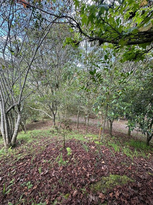 Lote en venta en Vía Las Palmas, Envigado, 1250 m² · foto 7 de 18