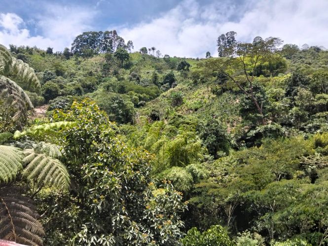 Finca en venta en La Florida, Pereira, 1000 m² · foto 7 de 24