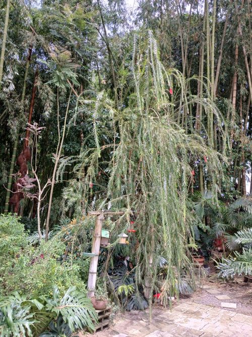 Finca en venta en Santiago Londoño, Dosquebradas, 570 m² · foto 18 de 24