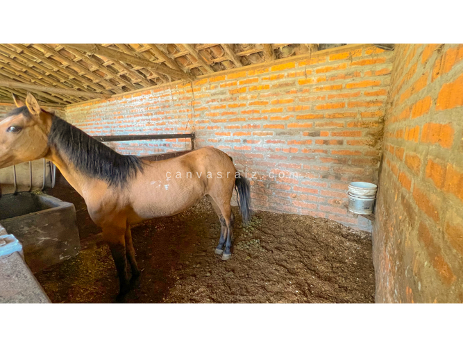 Finca en venta en Guarne, 250 m² · foto 15 de 16