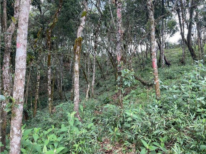 Lote en venta en Las Palmas, Envigado, 3648 m² · foto 5 de 6