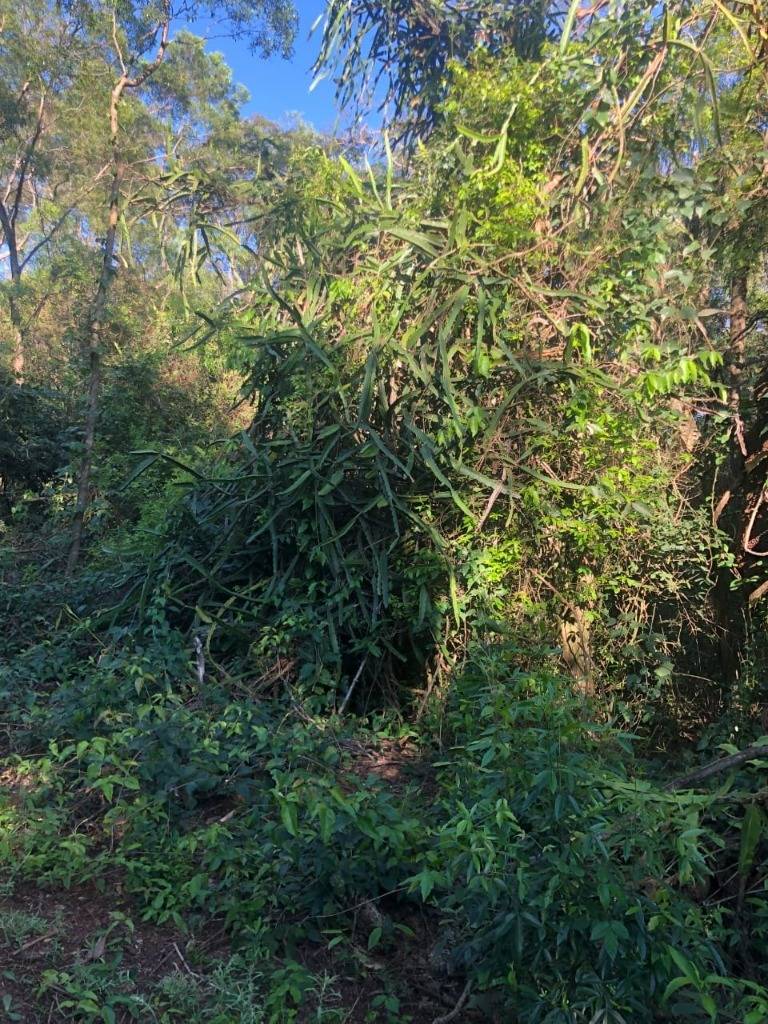 VENDO 6 HECTAREAS EN ATYRA — foto 2