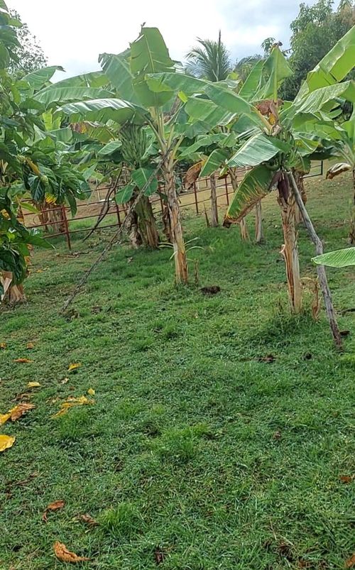 Finca en venta en Las Varas, Ricaurte, 13736 m² · foto 9 de 13