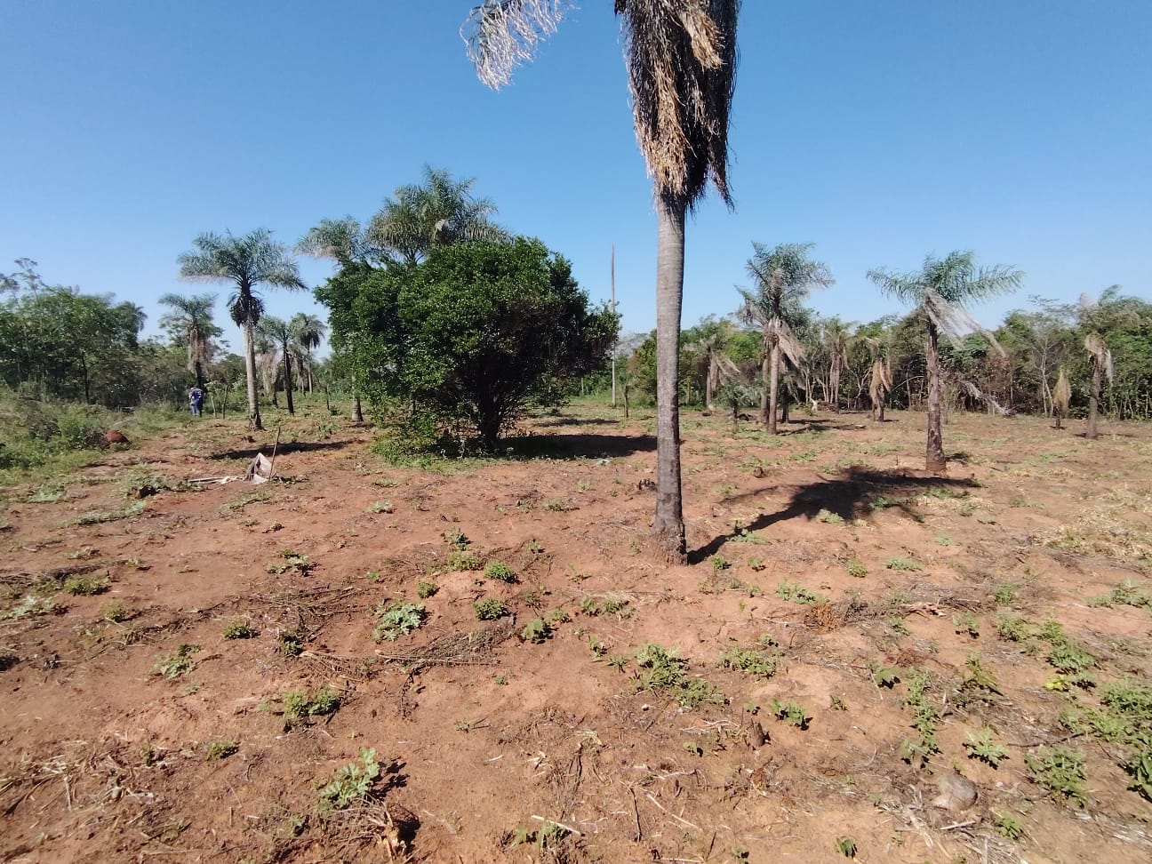 EN VENTA 3,7 HECTAREAS EN NVA COLOMBIA CORDILLERA - JG — foto 2