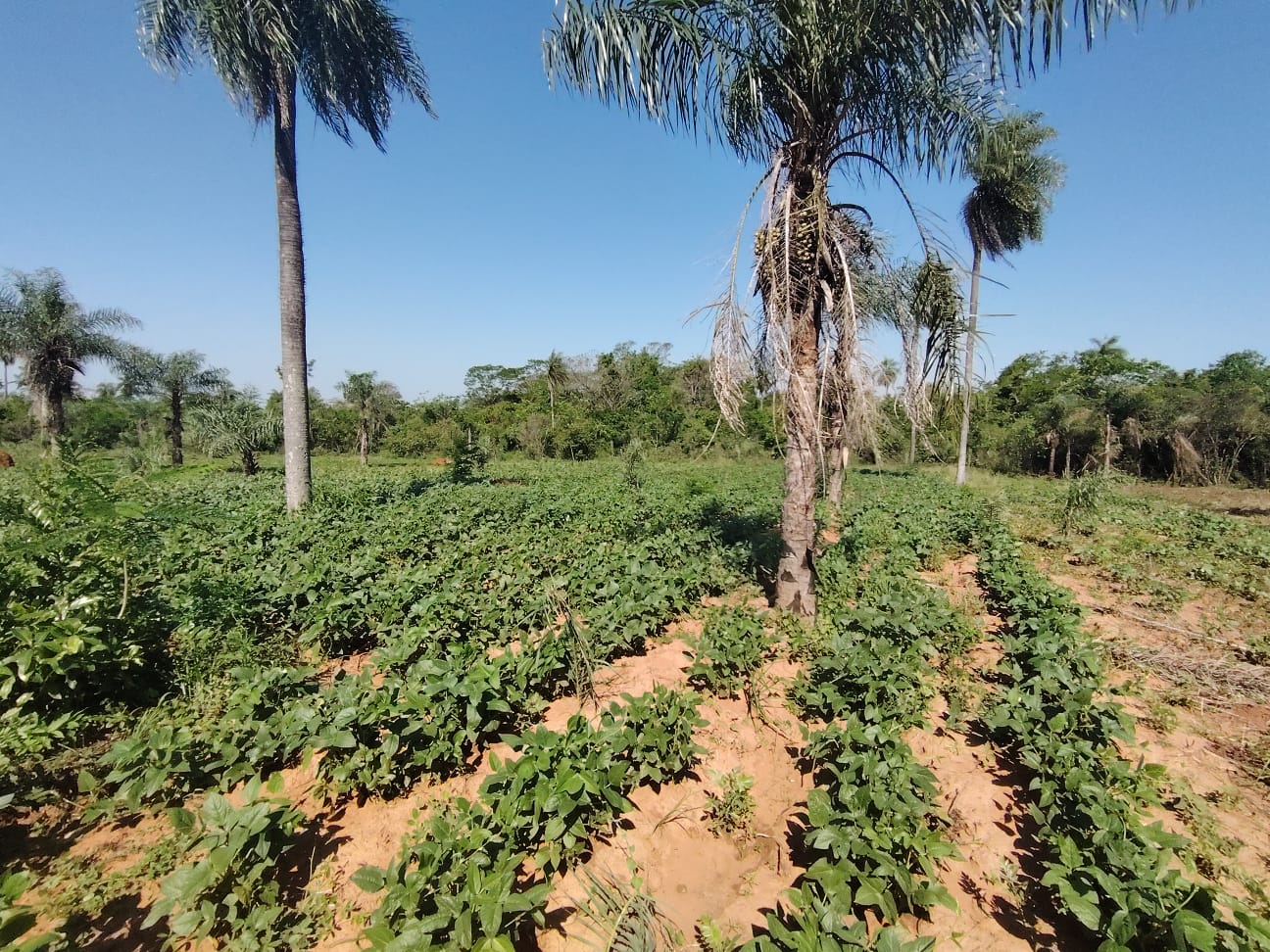 EN VENTA 3,7 HECTAREAS EN NVA COLOMBIA CORDILLERA - JG — foto 3