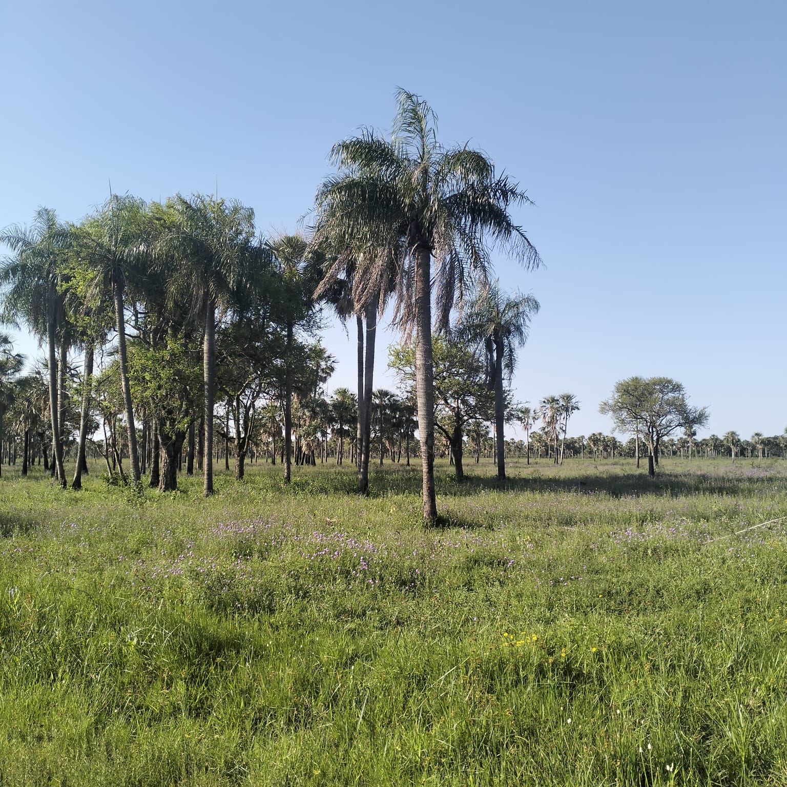 SUPER OFERTA ! TERRENO EN VENTA EN CHACO-I -MONTEPILA 3 — foto 3