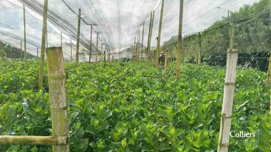Finca en venta en La Bella, Pereira, 46750 m² · foto 5 de 10