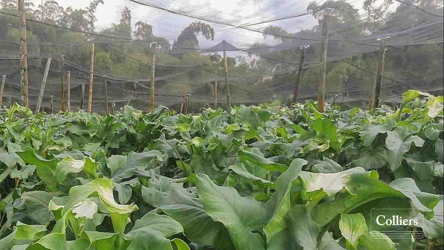 Finca en venta en La Bella, Pereira, 46750 m² · foto 7 de 10