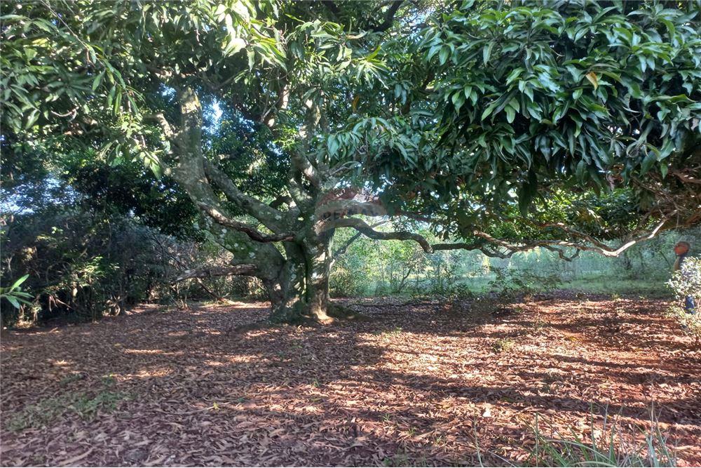 VENDO 54 HECTAREAS EN CORONEL BOGADO — foto 3