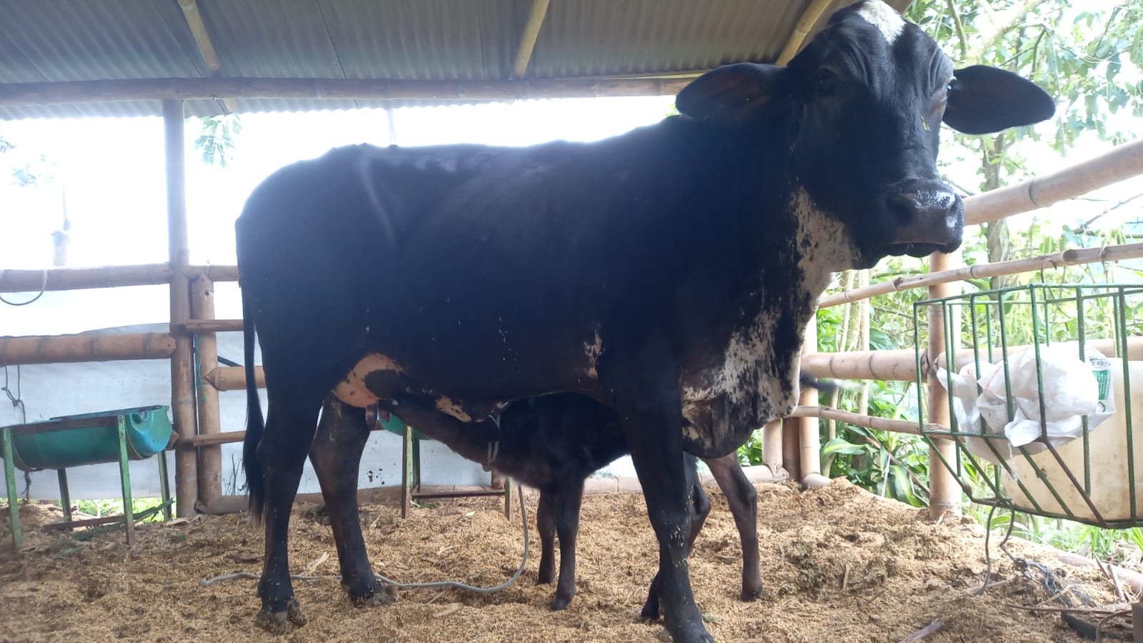 Finca en Venta en Pereira, Combia