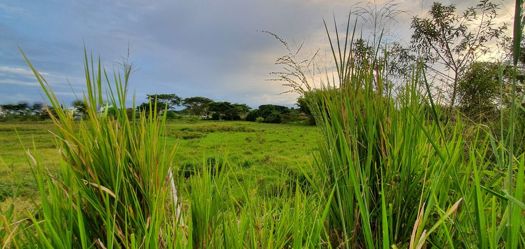Lote en venta en Cerritos, Pereira, 5223 m² · foto 8 de 21