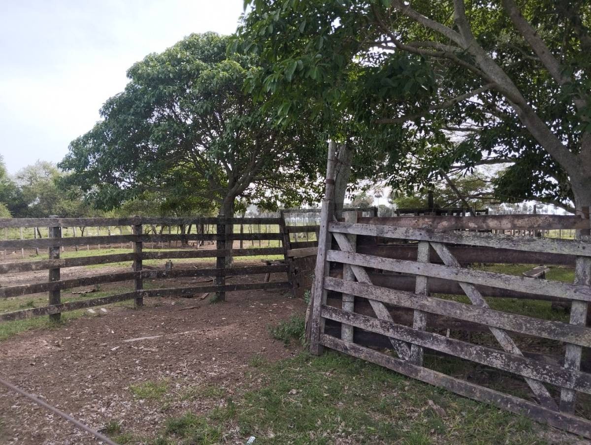 Campo Productivo de Alto Potencial en Punta Diamante, Tacuaras – Ñeembucú: Oportunidad de Inversión Estratégica — foto 2