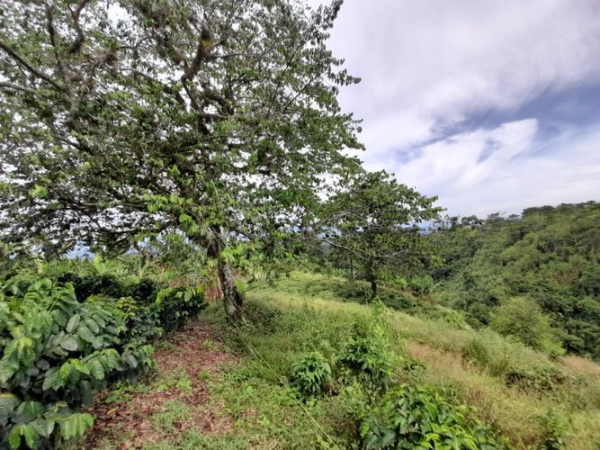Lote en venta en Arabia, Pereira · foto 6 de 23