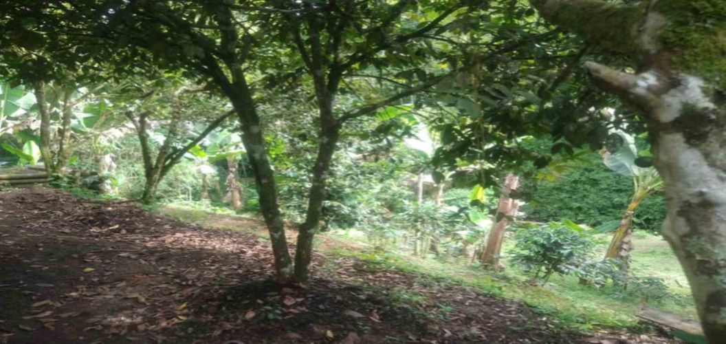 Lote en venta en Agua Azul, Dosquebradas, 45 m² · foto 12 de 14
