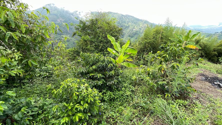 Finca en venta en La Cabaña, Manizales, 250 m² · foto 9 de 24