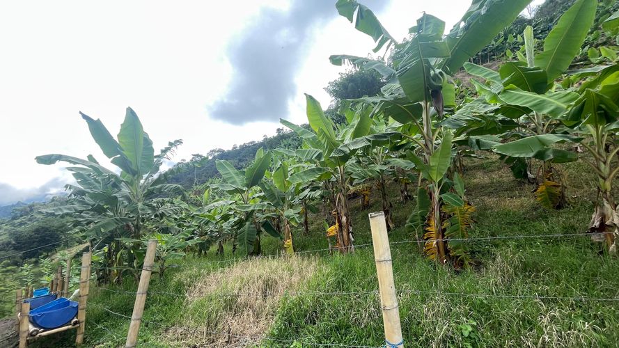 Finca en venta en La Cabaña, Manizales, 250 m² · foto 13 de 24