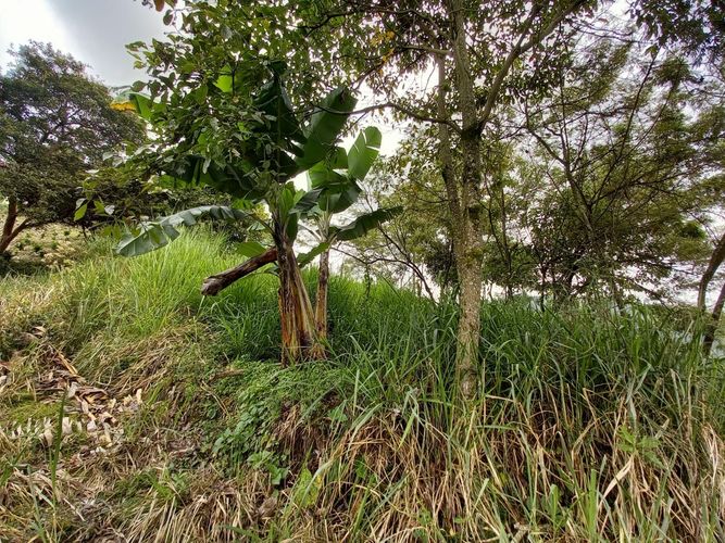 Lote en venta en El Arenillo, Manizales, 380 m² · foto 6 de 17