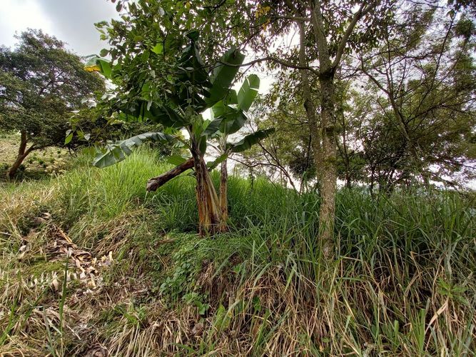 Lote en venta en El Arenillo, Manizales, 380 m² · foto 8 de 17