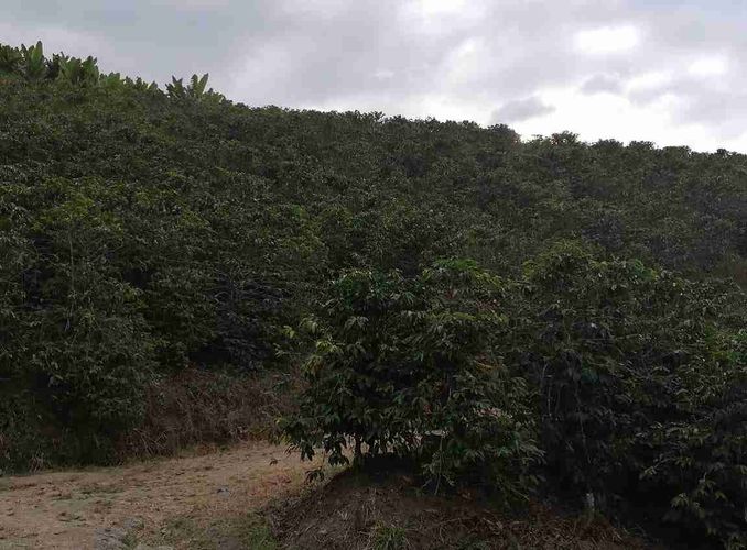 Lote en venta en La Cabaña, Manizales, 7611 m² · foto 2 de 20