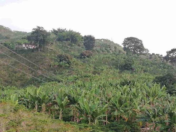 Lote en venta en La Cabaña, Manizales, 7611 m² · foto 5 de 20