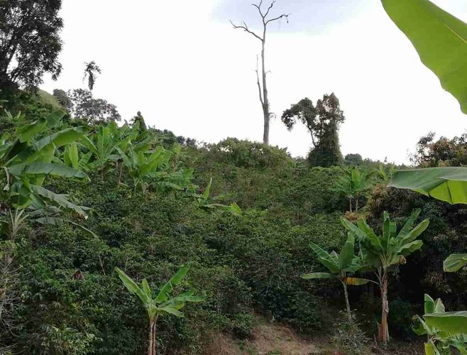 Lote en venta en La Cabaña, Manizales, 7611 m² · foto 9 de 20