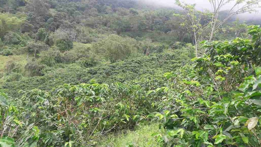 Lote en venta en La Cabaña, Manizales, 7611 m² · foto 12 de 20
