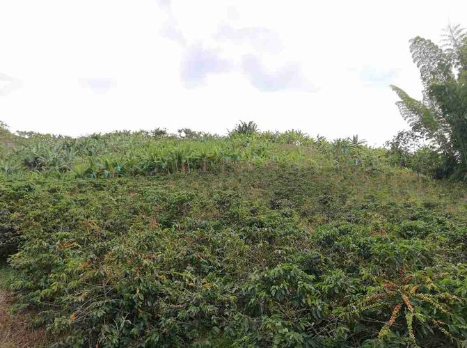 Lote en venta en La Cabaña, Manizales, 7611 m² · foto 16 de 20