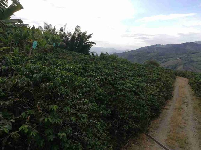 Lote en venta en La Cabaña, Manizales, 7611 m² · foto 17 de 20