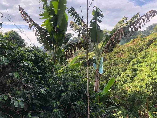 Finca en venta en Combia, Pereira, 91 m² · foto 7 de 14